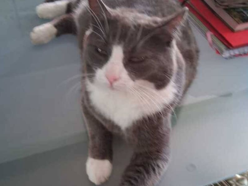 Kat Ouzo al twee maanden vermist: gezin uit Vilvoorde hoopt dat iemand kater kan terugbrengen
