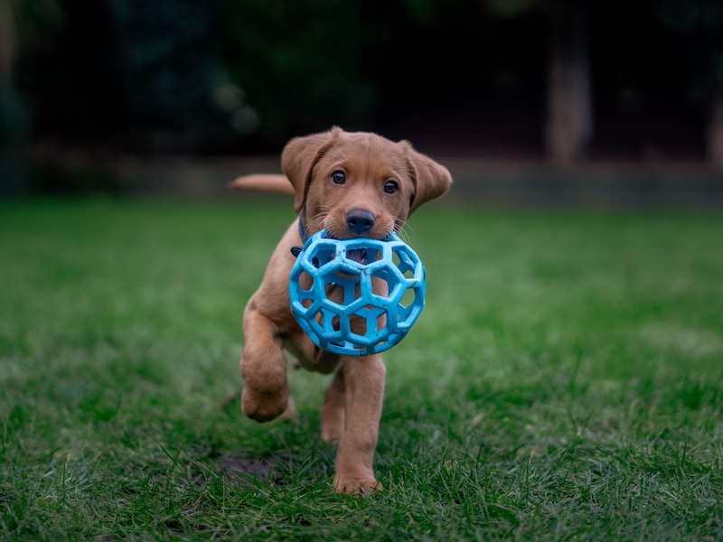 Themabeeld - deze puppy is voor alle duidelijkheid geen hond van de fokkerij uit Oostmalle