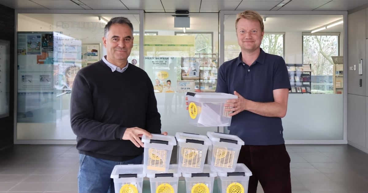 Haal vanavond je gratis lenteval op tegen de Aziatische hoornaar in Assenede