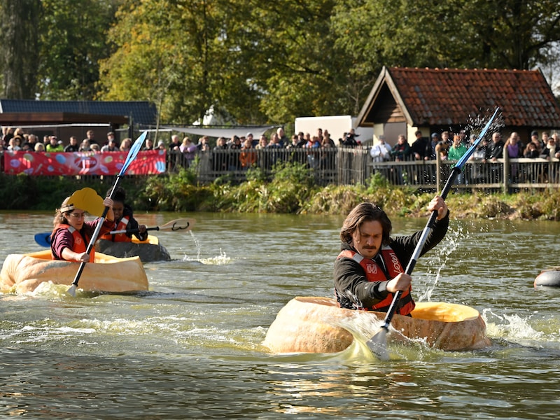 ‘Pompoenregatta’ in 2025