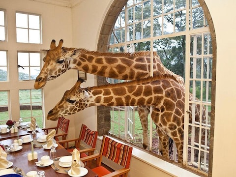 In de Giraffe Manor in Kenia komen de giraffen piepen in de ontbijtzaal.