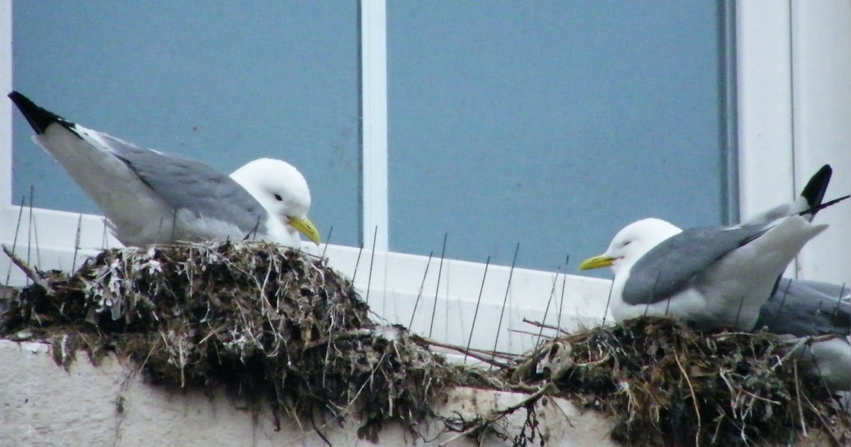 Vanaf zondag staat het meeuwenteam opnieuw paraat