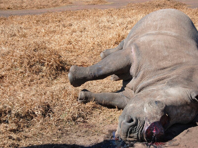 In het Kruger Park zijn vorig jaar 600 neushoorns gedood voor hun hoorns.