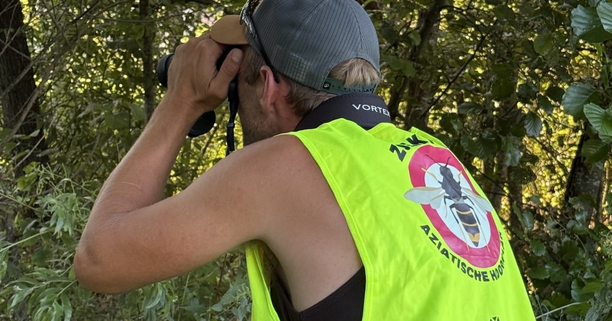 Nijlen jaagt op Aziatische hoornaar en roept inwoners op “in uw kot te kijken”