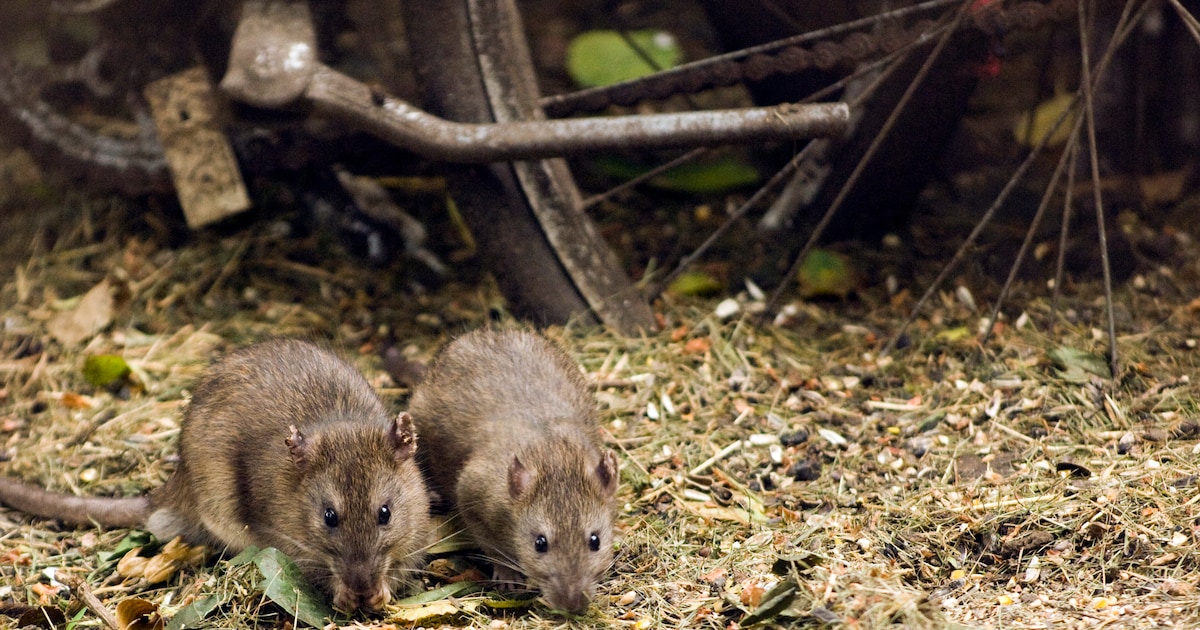 “In 2023 vingen we 600 ratten, in 2024 nog 300”: Schilde ziet effect ...