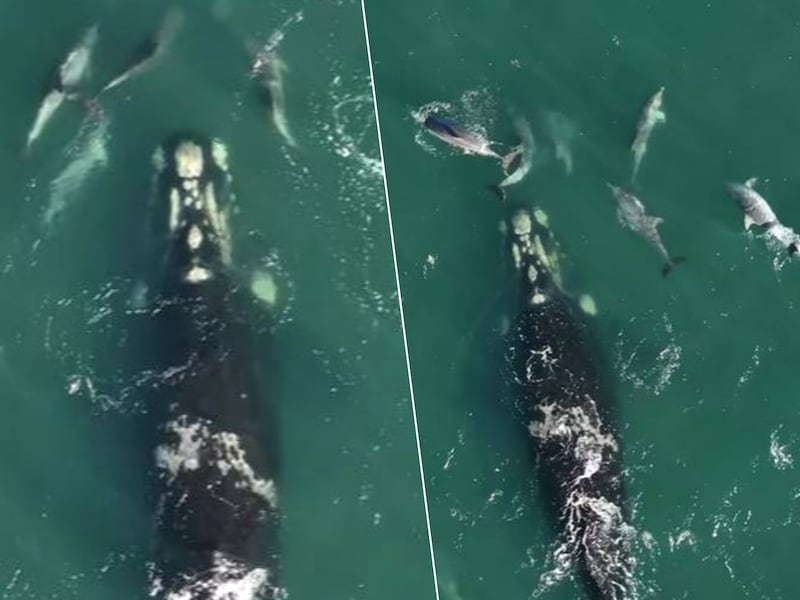 “Komaan, deze kant op!”: dolfijnen loodsen verdwaalde walvis terug naar open zee