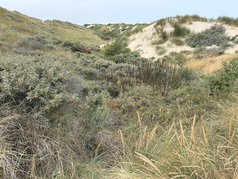 De Spanjaardduin in Bredene, vlak bij het naaktstrand, lokt heel wat ongewenste bezoekers.