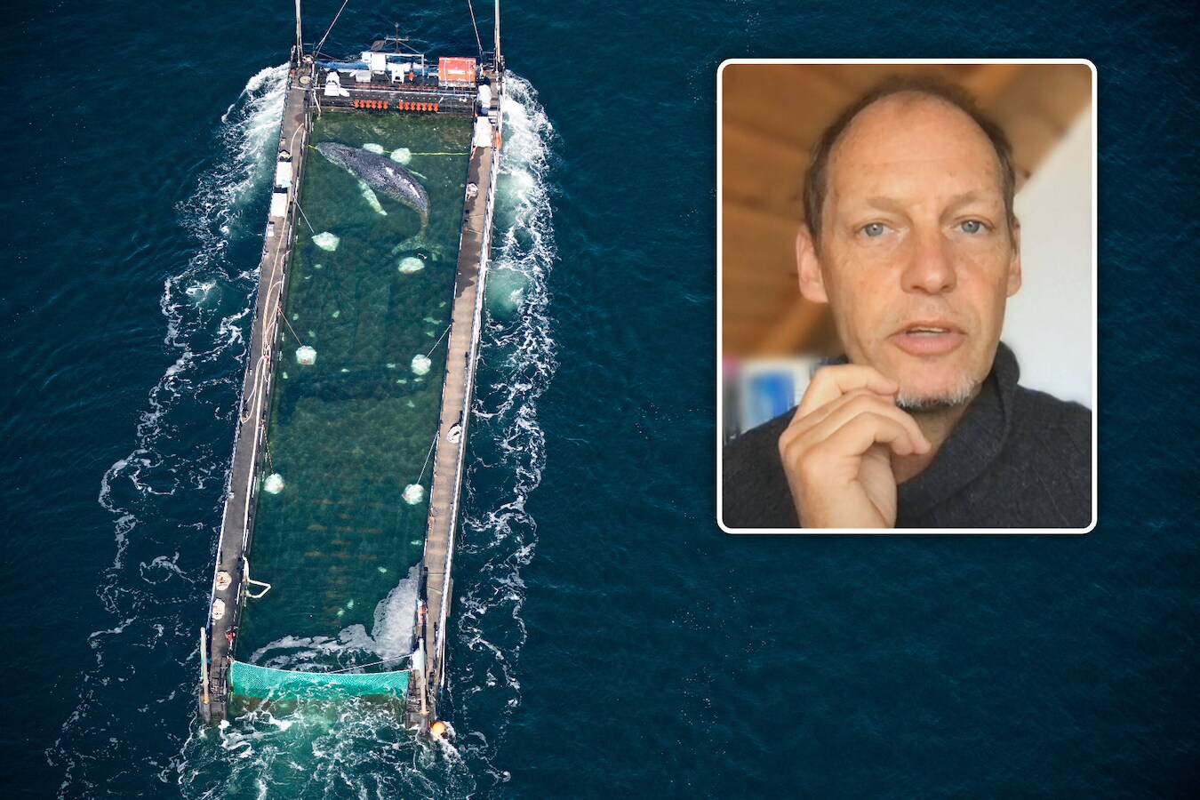 Duitse bioloog over bultrug Timmy: “Experten zeggen allemaal: 'Laat het  dier sterven'” | Foto | hln.be
