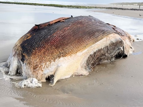 Dood aangespoelde dwergvinvis ligt in de branding op Vlieland
