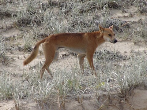 Een dingo op Fraser Beach.