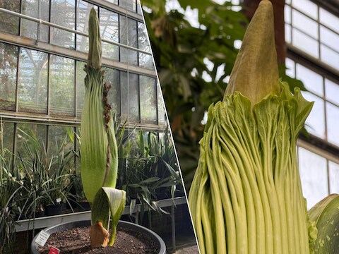 Stinkende penisbloem Sumatra / Reuzenaronskelk Sumatra