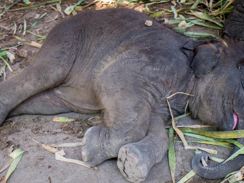 Respect: Afrikaanse olifant slaapt maar 2 uur per dag