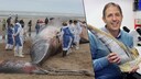 Foto rechts: een aangespoelde vinvis in De Haan. Foto rechts: Jan Haelters met een baleinplaat van een walvis.
