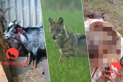 “Ik hoorde de geitjes tot in mijn slaapkamer mekkeren”: gemiddeld één dier per dag slachtoffer van wolven in Limburg
