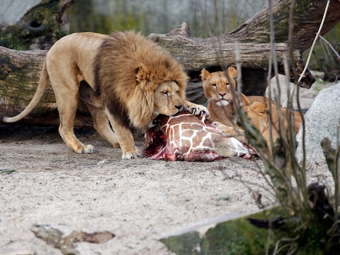 In 2014 werd een giraf in een Deense zoo gedood en in het openbaar ontleed. Nadien werd het karkas aan de leeuwen gevoerd.