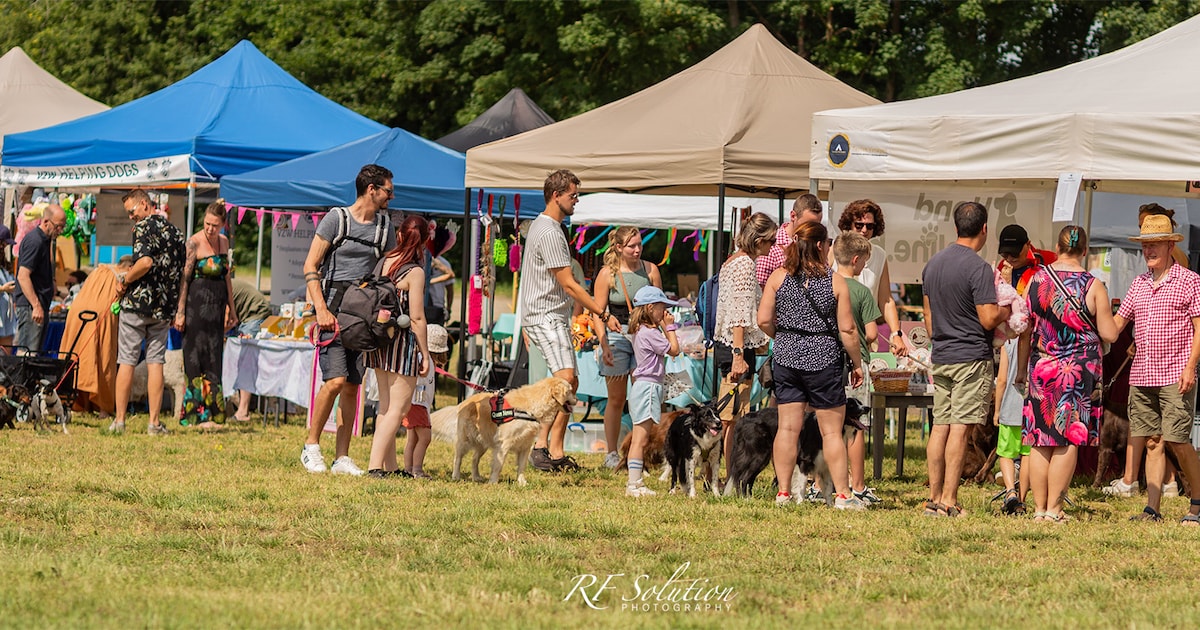 Organisatie annuleert hondenevent Zomer Honderland: “Open weide in deze hitte niet veilig voor honde
