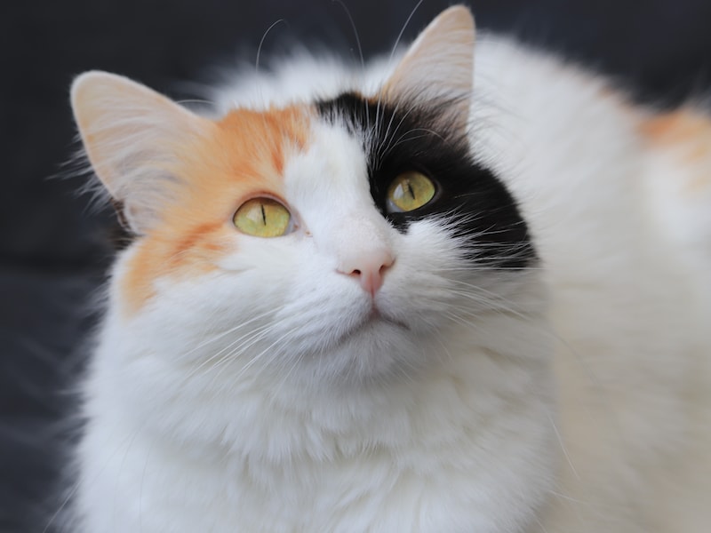 Berlare organiseert opnieuw vangactie voor zwerfkatten