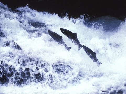 Ggo-zalm vormt volgens tegenstanders een bedreiging voor het ecosysteem.