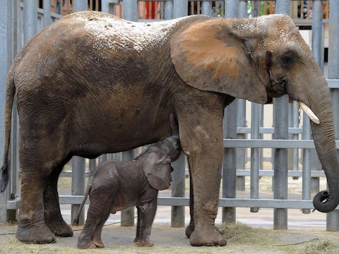 Op 6 augustus werd de eerste kunstmatig geïnsemineerde olifant (Rungwe) geboren in Frankrijk.