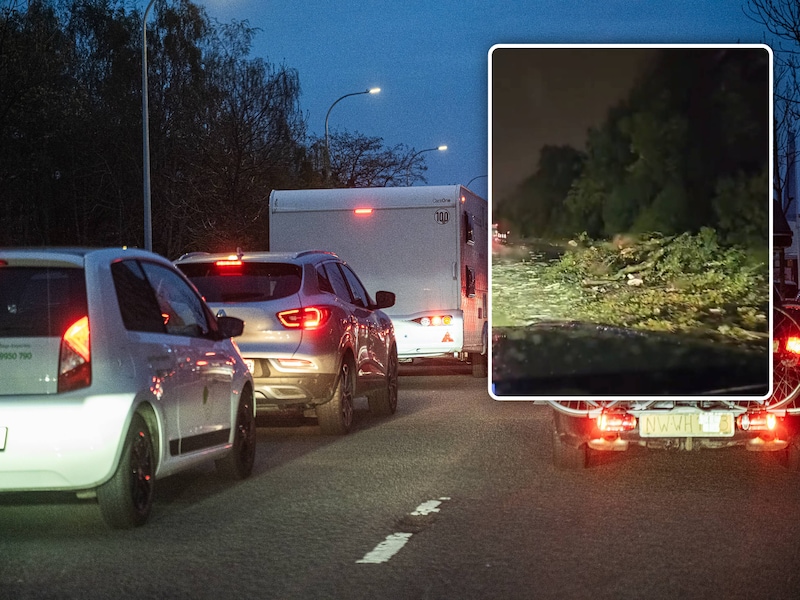 De  E313 tussen Antwerpen en Wommelgem. Inzet: De omgevallen boom versperd vooral de busstrook.