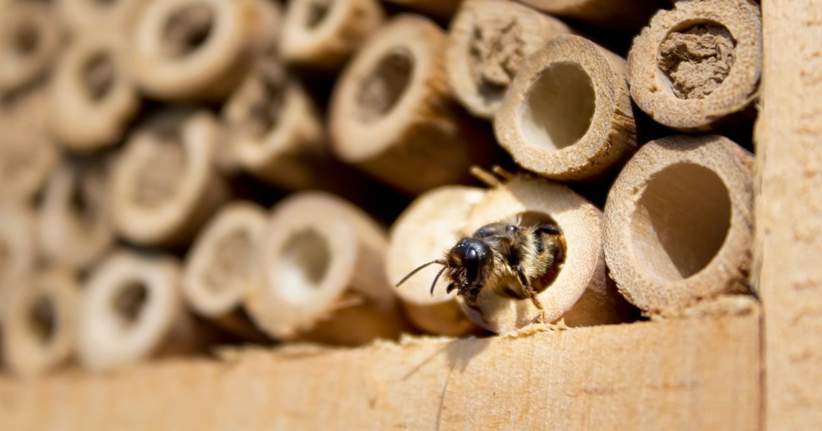 Bijen en lieveheersbeestjes krijgen een nieuwe thuis met het insectenhotel op domein De Warande in W