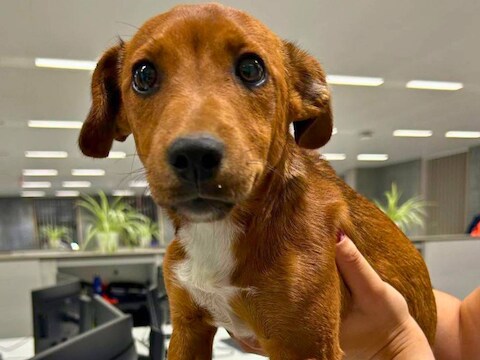 Wie kent (de eigenaar van) deze puppy, aangetroffen in Kortrijk?