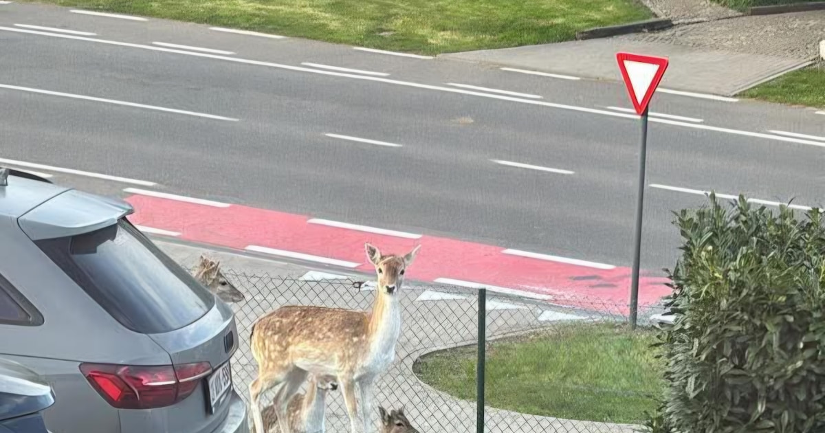 Herten op wandel langs Guilleminlaan in Geraardsbergen