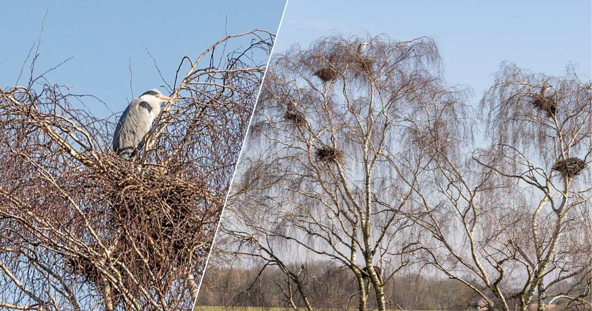 KIJK. Reigerskolonie vestigt zich aan Maasdijk in Heppeneert