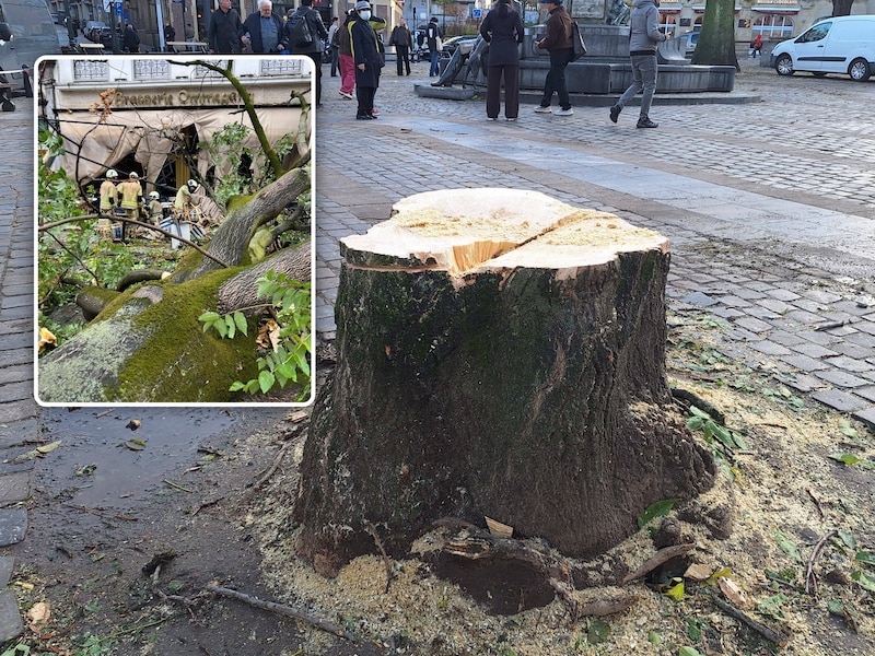 Op de Grasmarkt in Brussel werden alle bomen gekapt nadat er gisteren door storm Austen een boom op een terras terechtkwam.