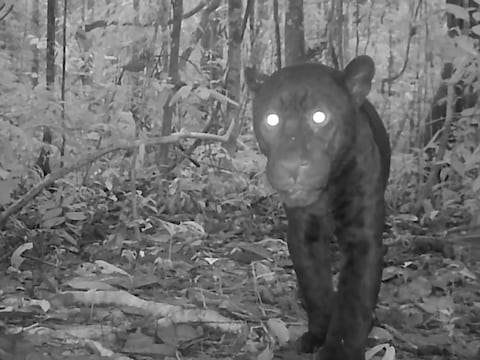 De zeldzame zwarte jaguar, door WWF gespot in Ecuador.
