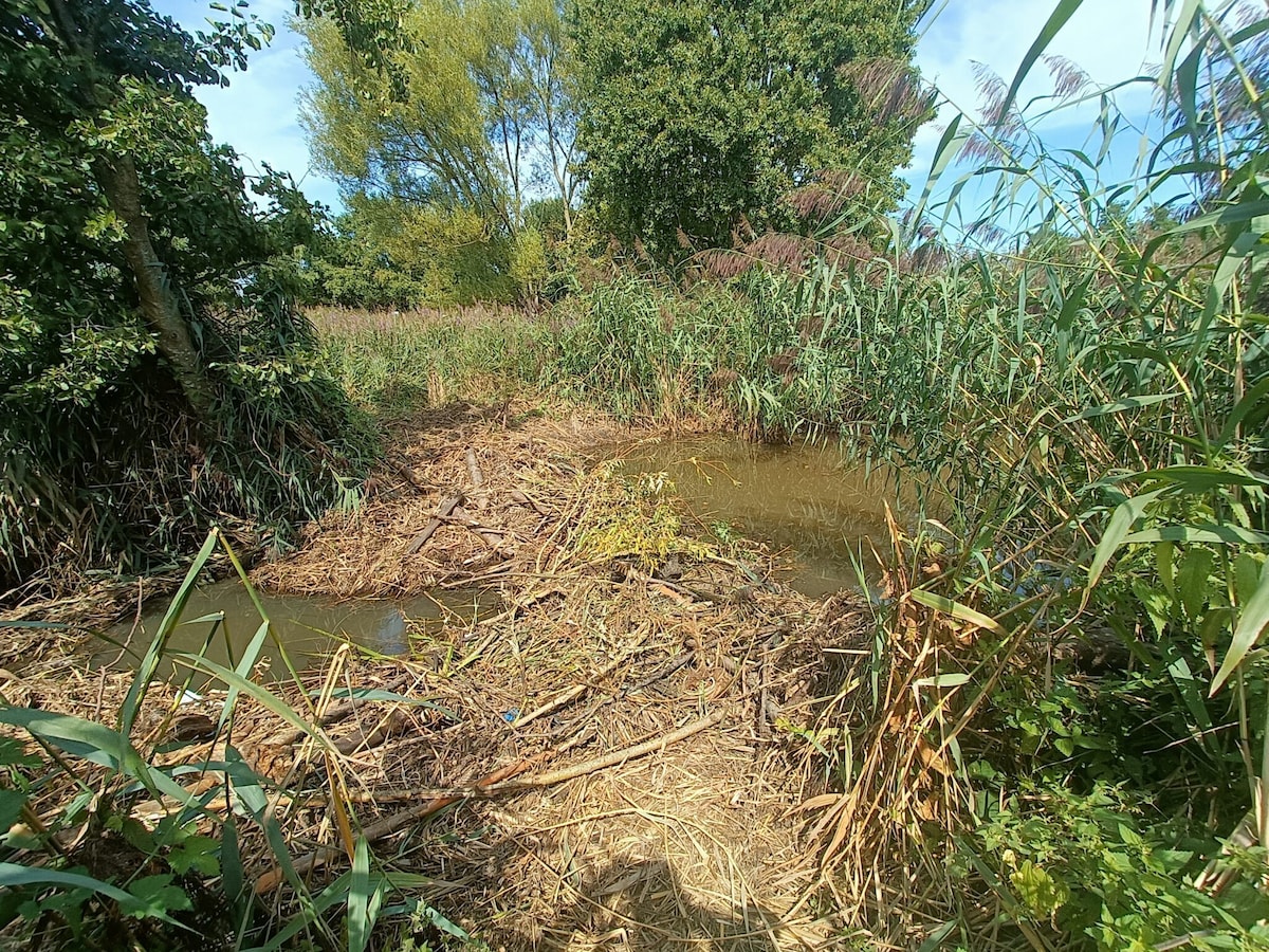 Opkomst van bevers zet meer en meer Antwerpse akkers onder water en ...