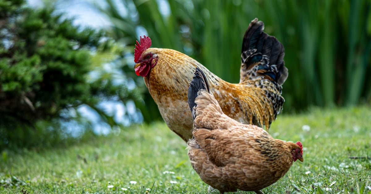 Enkele Oost-Vlaamse pluimveehouders moeten dieren afschermen na besmetting in Nederland