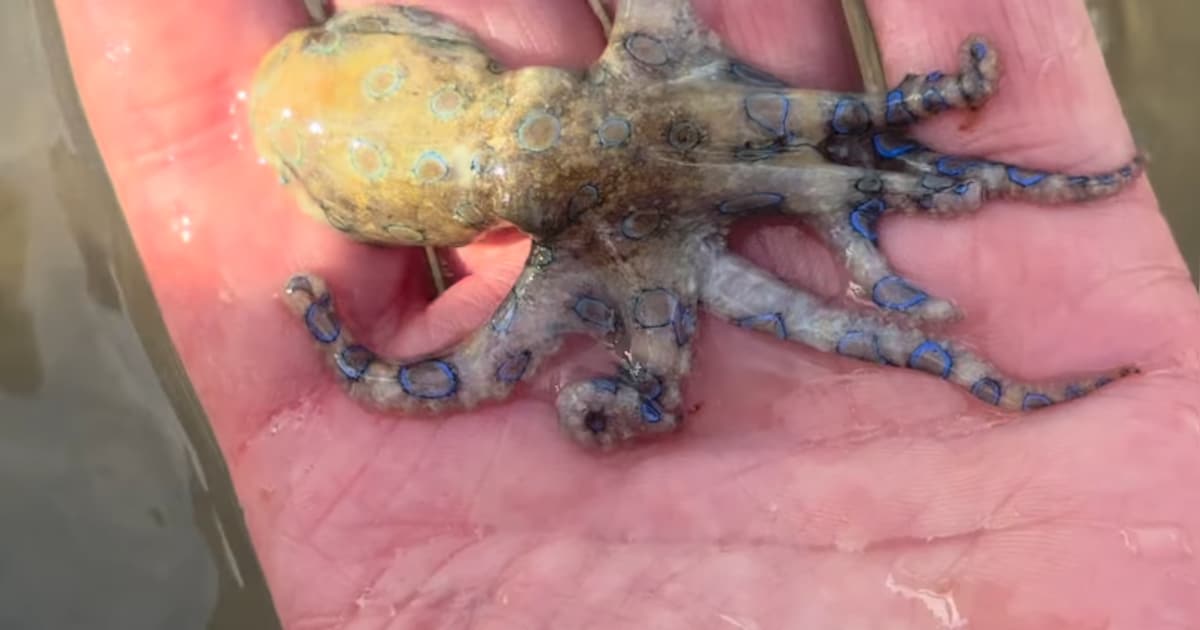 Toerist speelt met ‘babyoctopus’ maar kruipt door het oog van de naald: “Een van de giftigste dieren