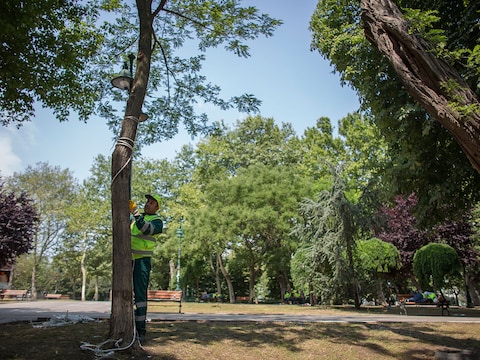 De bomen in het Gazipark zullen niet gekapt worden, als het van de rechter afhangt.