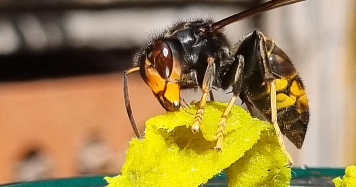 Zo wil gemeente Sint-Laureins de Aziatische hoornaar bestrijden