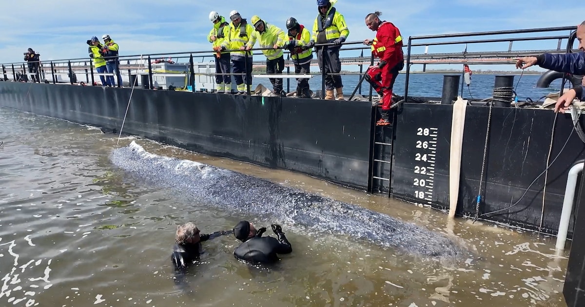 Daar gaat Timmy! Schip dat bultrug naar open zee moet brengen is in beweging, dier houdt zich kranig