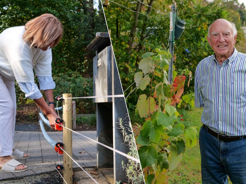 Links: Hilda (61) moet zware maatregelen nemen nadat everzwijnen haar voortuin in Beringen bleven vernielen. Rechts: André (91) is eigenaar van de kleinste wijngaard van het land