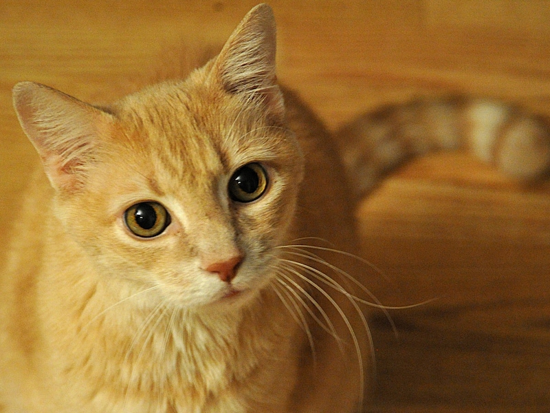 Katten zijn, zelfs in de nabijheid van de mens, grotendeels dezelfde wilde dieren gebleven.
