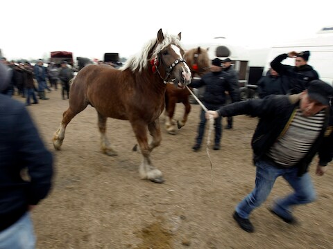 Kwekers inspecteren paarden op een landbouwbeurs in Polen. (archieffoto)