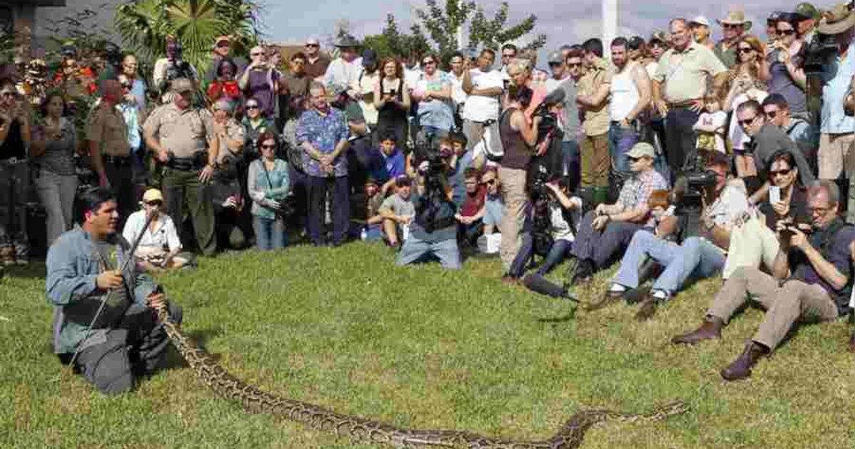 Florida opent de jacht op de tijgerpythons | Weer & Wetenschap | HLN.be