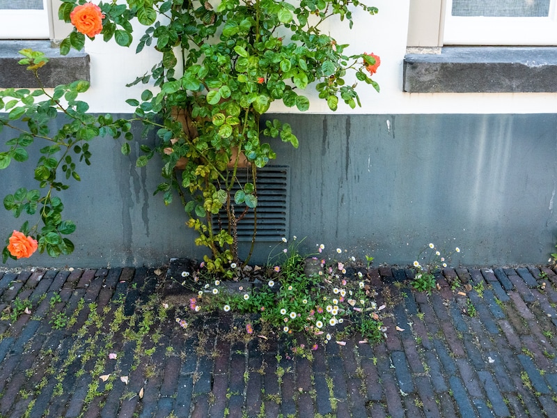 Dentergem maakt werk van geveltuinen en past reglement aan: "Gratis hulp en meer ruimte voor groen"