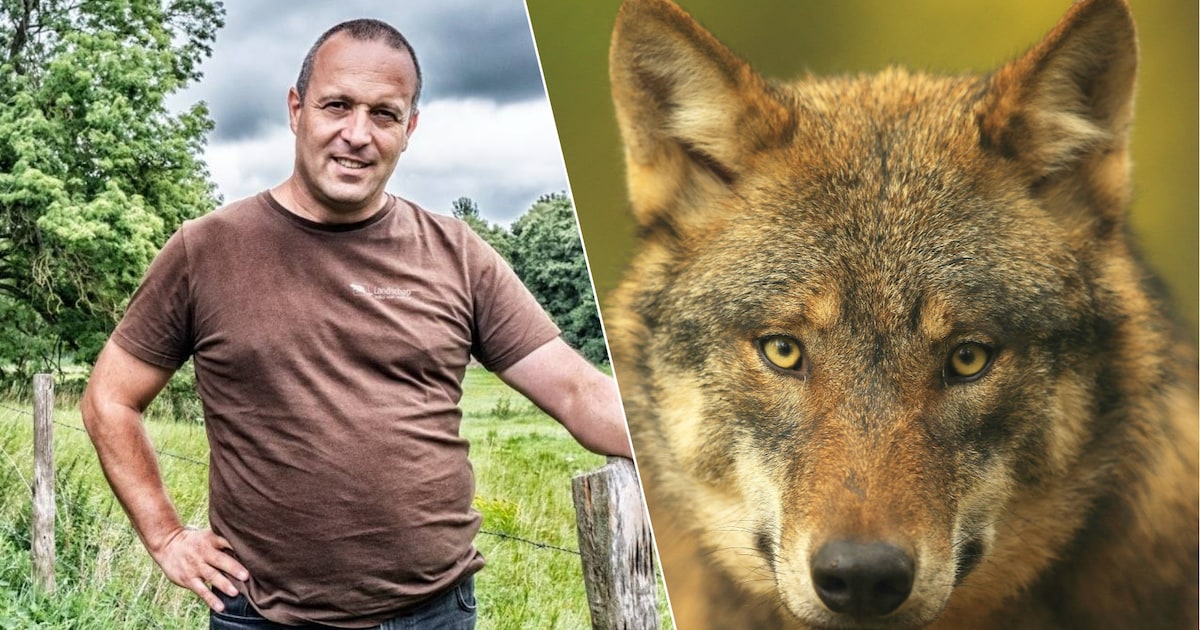 Jonge wolf doodgereden in Geel: “Niet duidelijk van waar het dier ...
