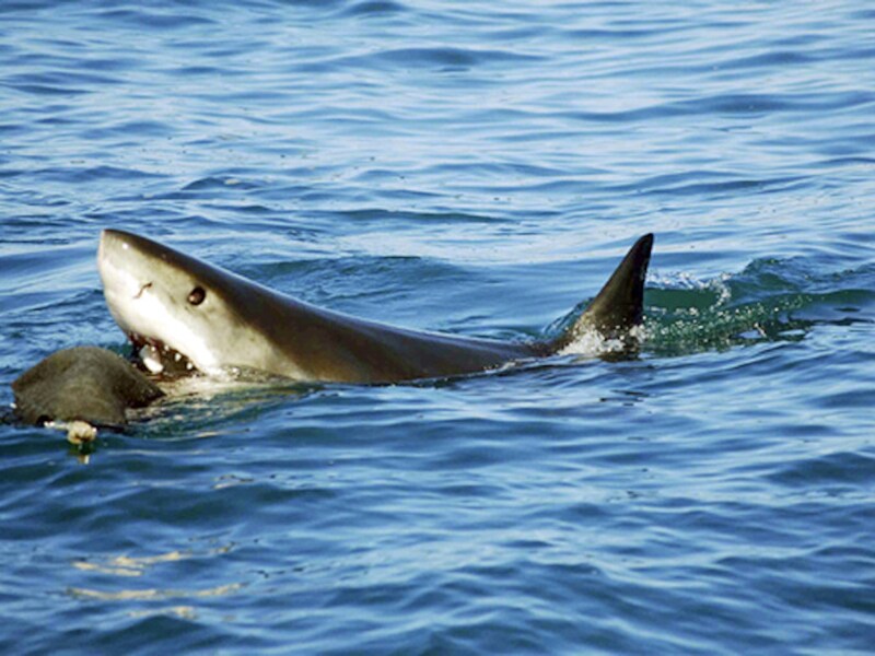 Een witte haai bij San Francisco onderzoekt lokaas in de vorm van een zeehond.