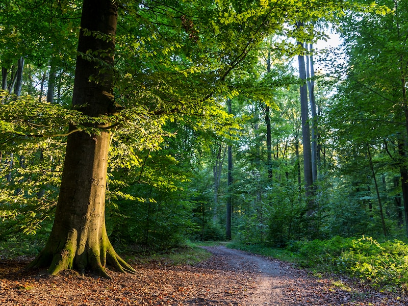 Bomen verliezen hun bladeren nu al door droogtestress