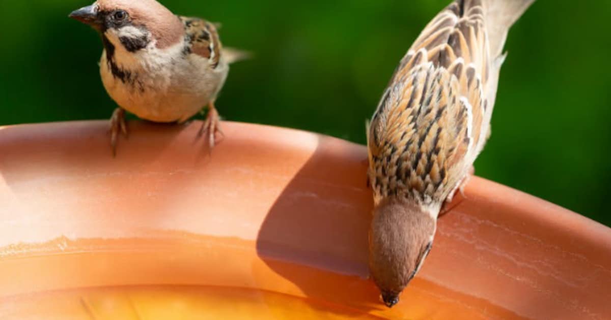 Politie roept op om dieren extra water te geven tijdens warme dagen