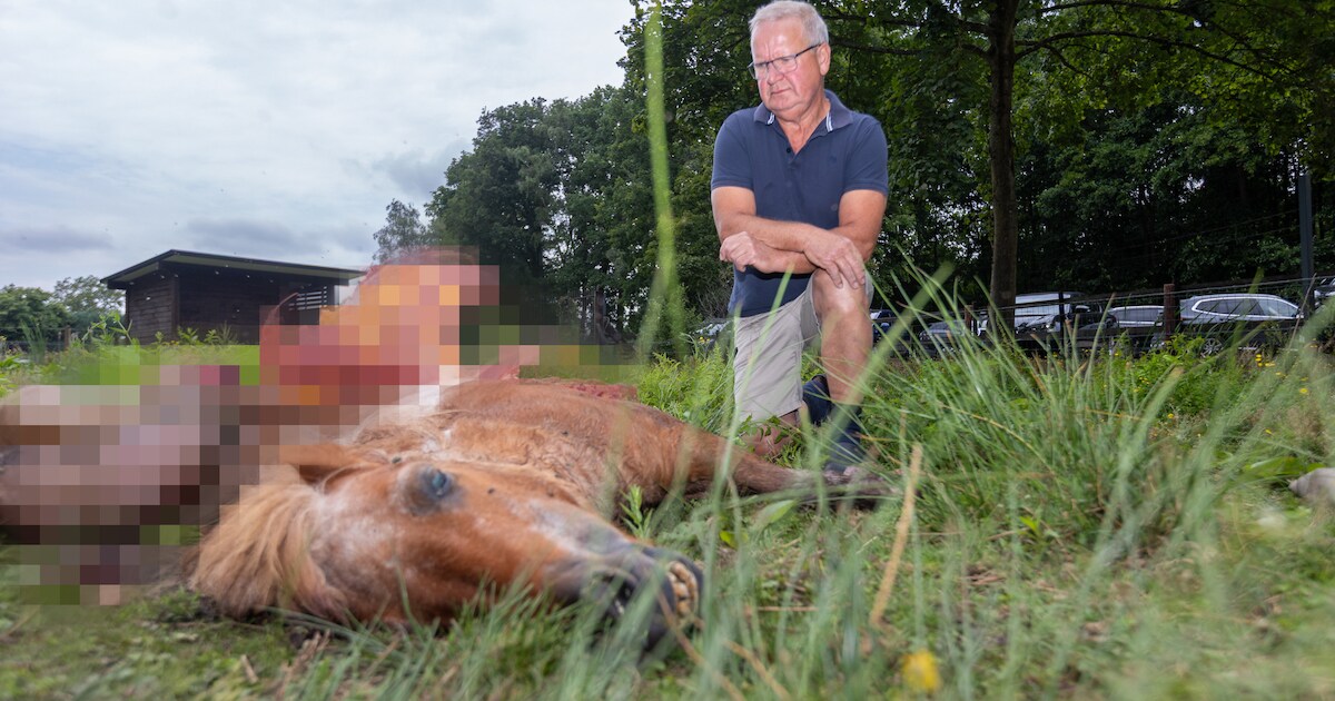 Pony Gino gedood bij derde wolvenaanval in enkele dagen tijd: “Ik weet nog niet wat ik nu aan mijn k