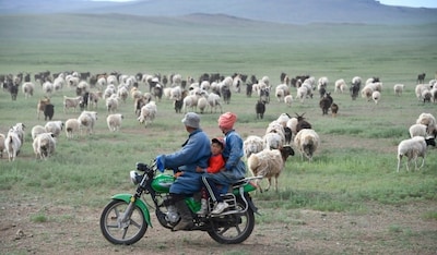 59 miljoen keer bekeken: vacature voor herder gaat viraal in China
