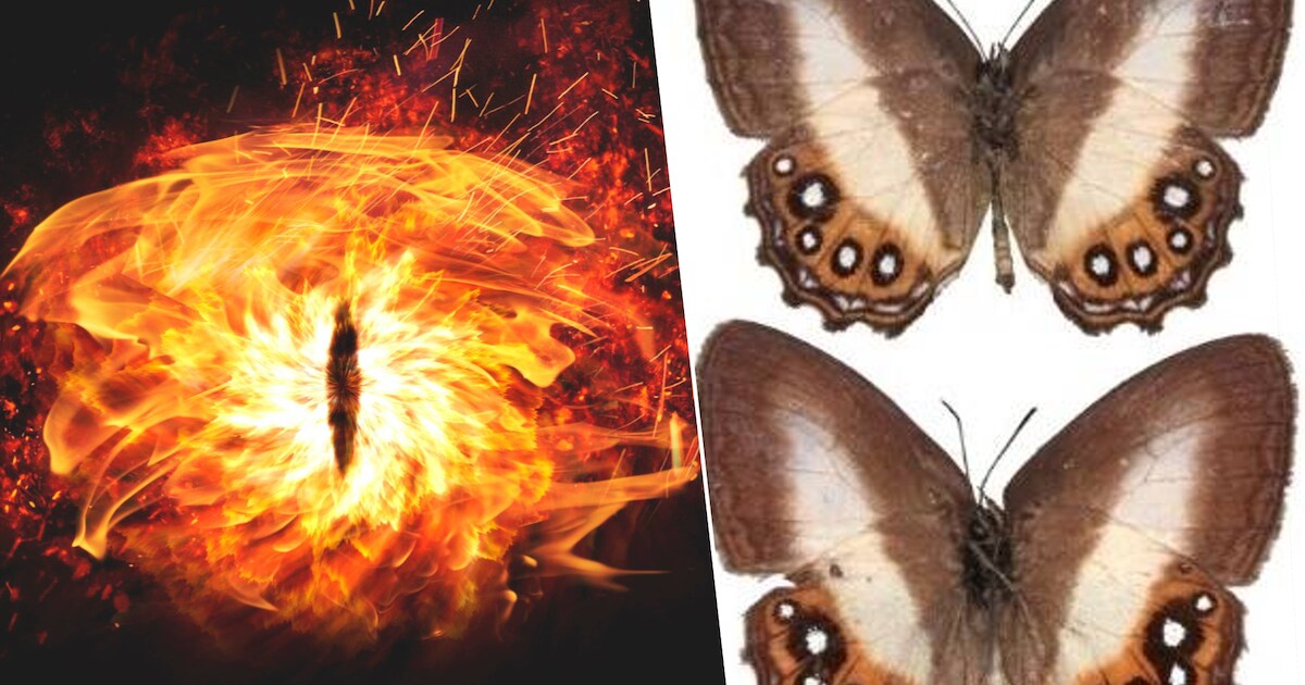 Nieuwe vlindersoorten vernoemd naar ‘Lord of the Rings’-slechterik ...
