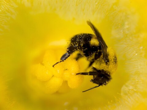 Een 'heksenbrouwsel' van pesticiden en schimmelbestrijdingsmiddelen zorgt ervoor dat de bijen minder of niet meer resistent worden tegen een dodelijke parasiet.