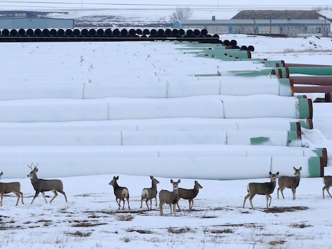 Herten bij een opslagplaats van TransCanada voor pijpleidingen in North Dakota.